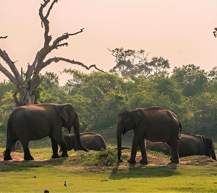 Yala Excursion