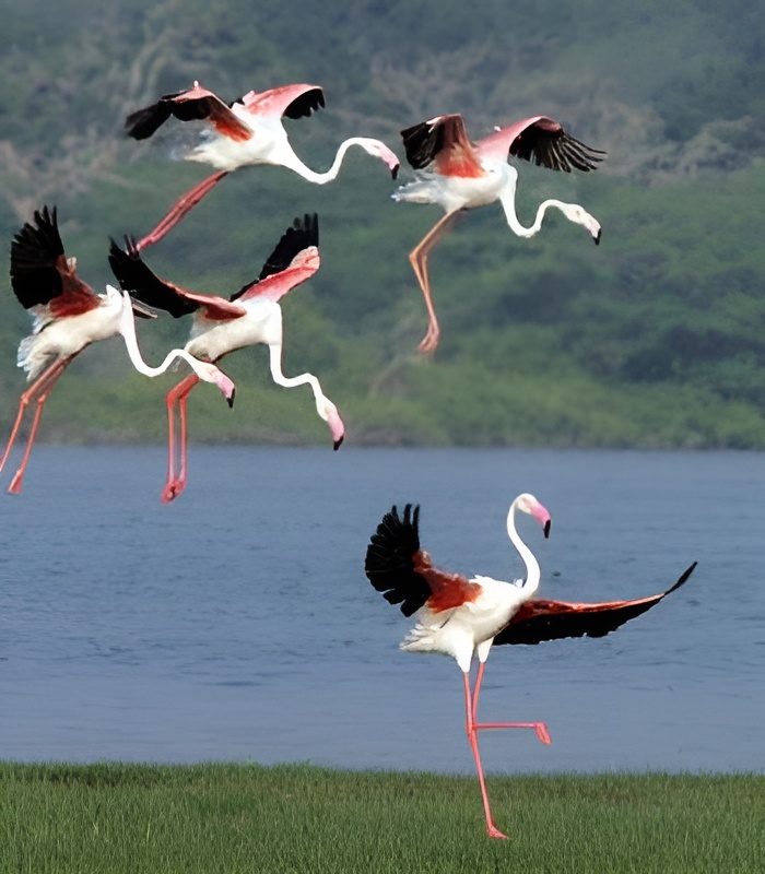 Kalamatiya Excursion