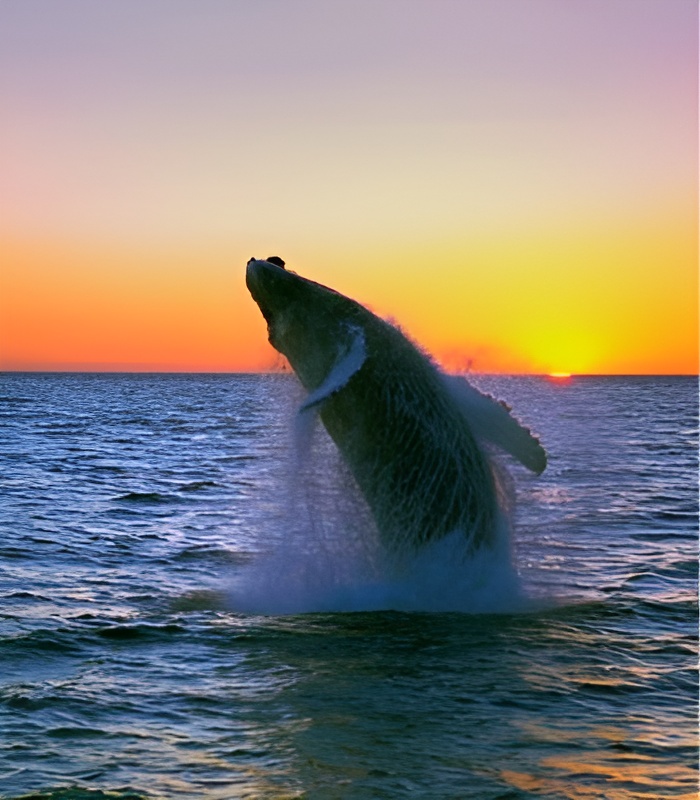 Whale Excursion